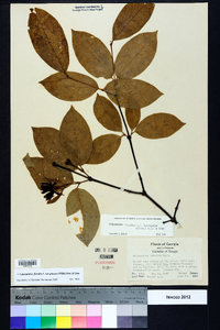 Calycanthus floridus image