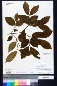 Calycanthus floridus image