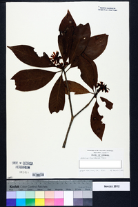 Illicium floridanum image