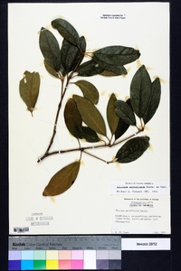 Illicium parviflorum image