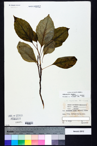 Schisandra glabra image