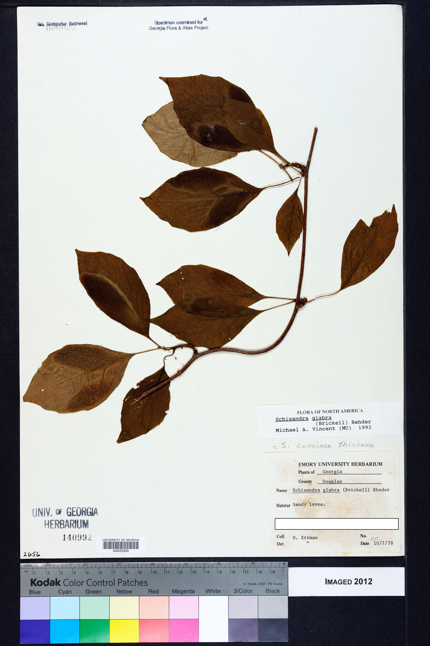 Schisandra glabra image
