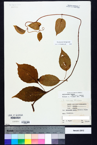 Schisandra glabra image