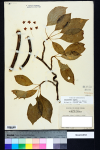 Schisandra glabra image