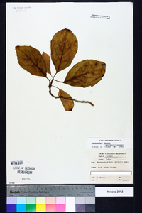 Schisandra glabra image