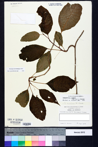 Schisandra glabra image