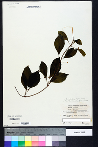 Schisandra glabra image