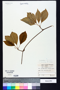 Schisandra glabra image