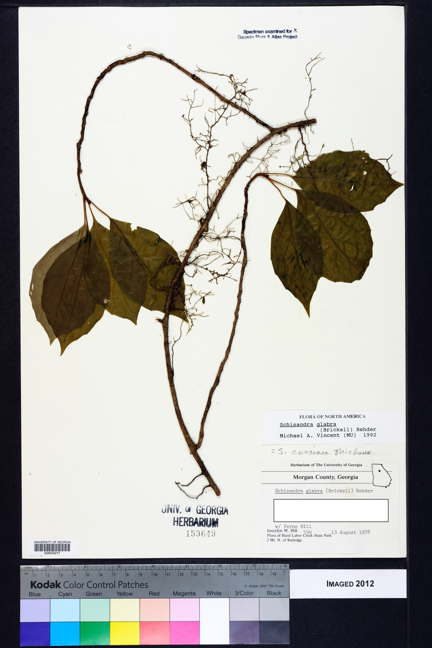 Schisandra glabra image