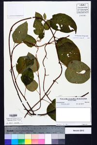 Schisandra glabra image