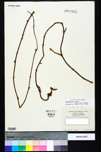 Schisandra glabra image