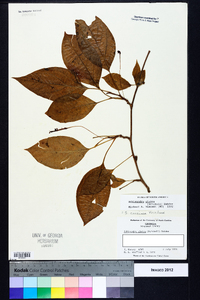 Schisandra glabra image