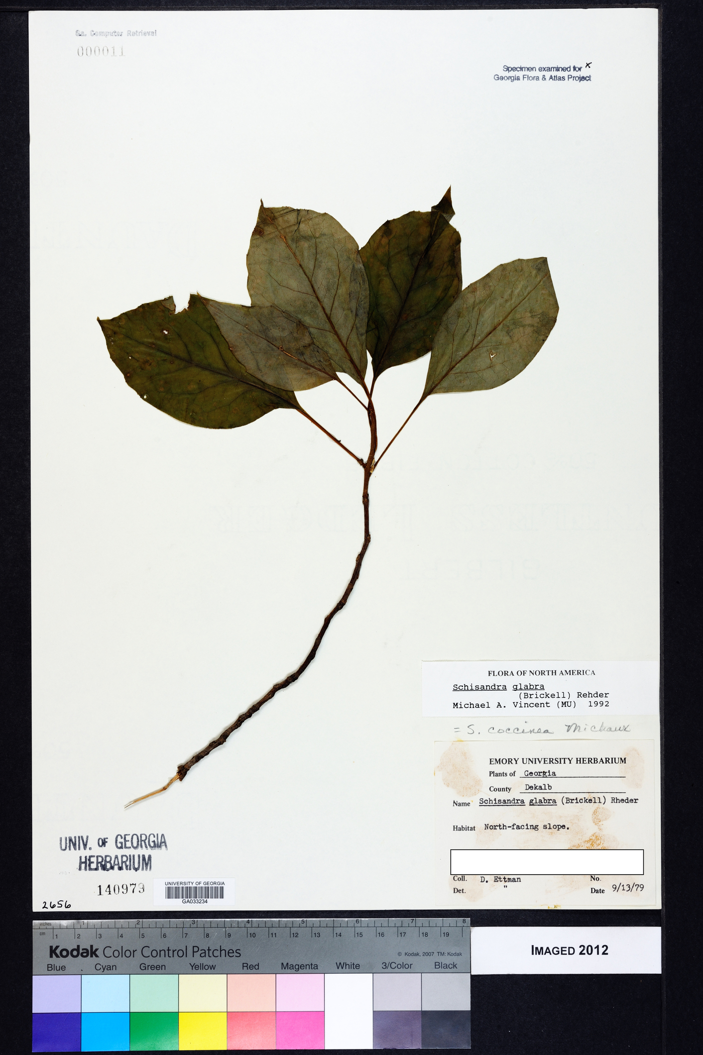 Schisandra glabra image