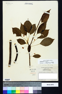 Schisandra glabra image