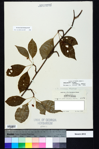 Schisandra glabra image