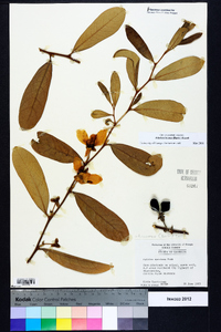 Asimina incana image