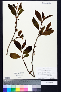 Asimina parviflora image