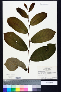 Asimina parviflora image