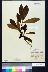 Asimina parviflora image