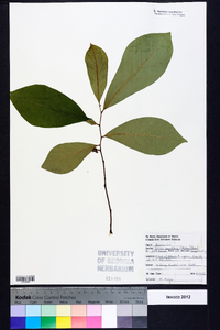 Asimina parviflora image