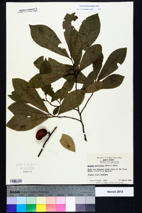 Asimina parviflora image