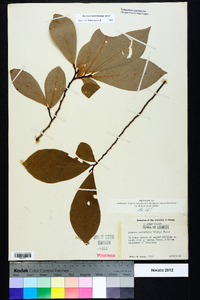 Asimina parviflora image