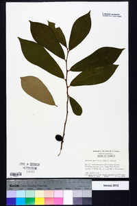 Asimina parviflora image