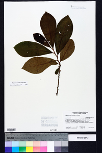 Asimina parviflora image