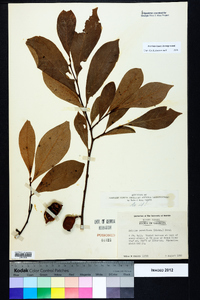 Asimina parviflora image