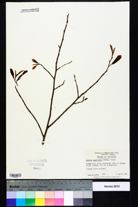 Asimina parviflora image