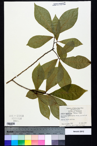 Asimina parviflora image