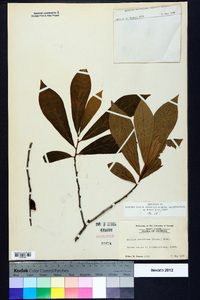 Asimina parviflora image