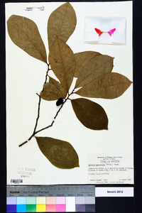 Asimina parviflora image