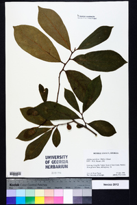 Asimina parviflora image