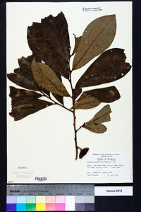 Asimina parviflora image