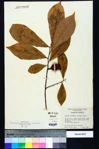 Asimina parviflora image