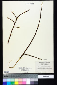 Asimina parviflora image