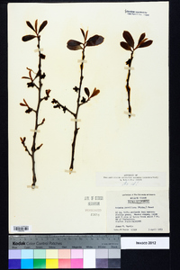 Asimina parviflora image