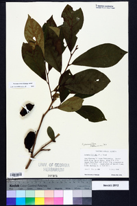 Asimina parviflora image