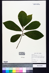 Asimina parviflora image