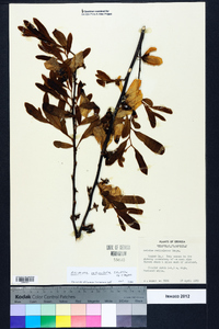Asimina reticulata image