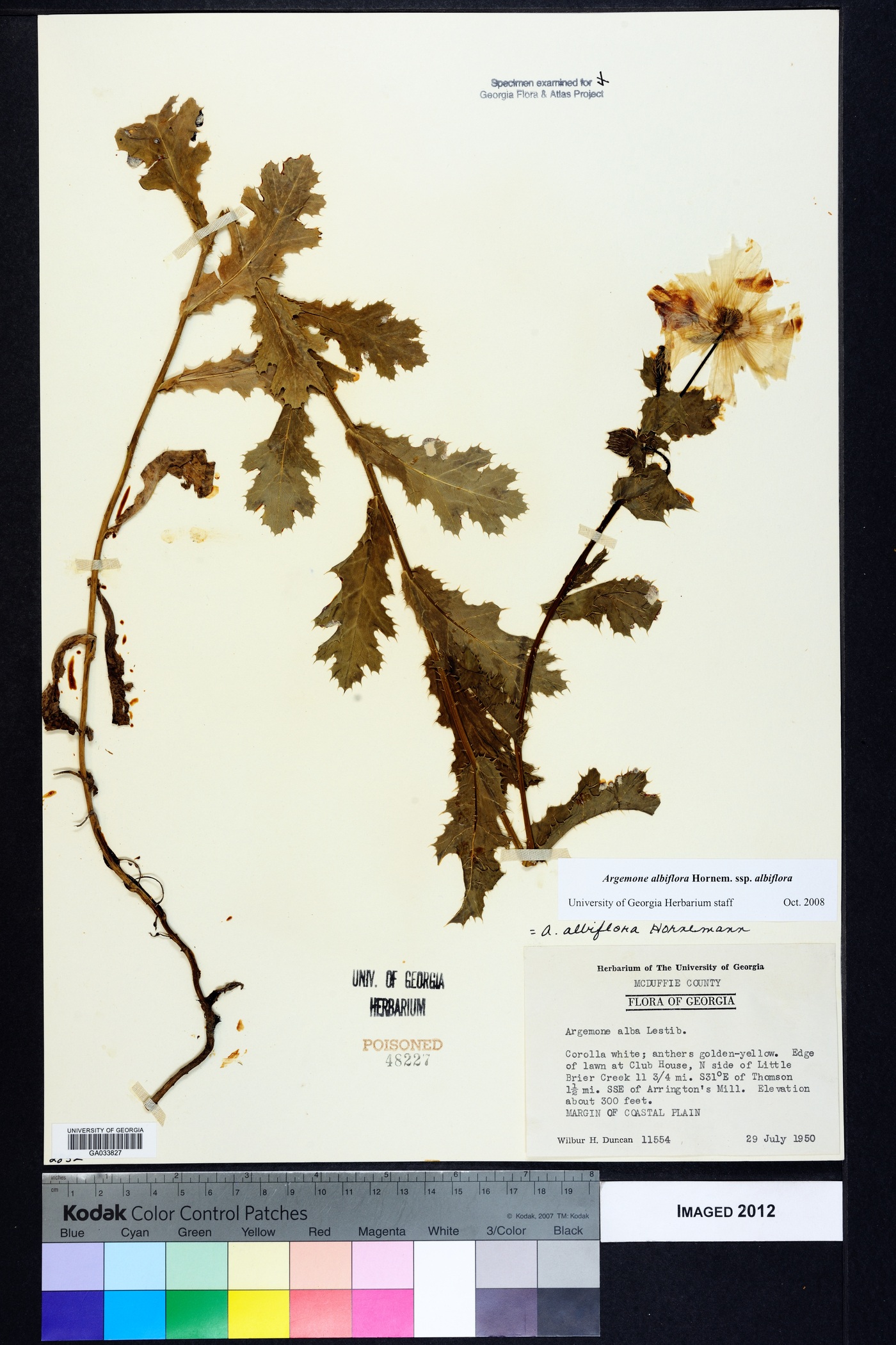 Argemone albiflora subsp. albiflora image