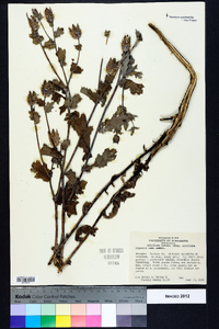 Argemone albiflora subsp. albiflora image