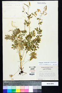 Capnoides sempervirens image