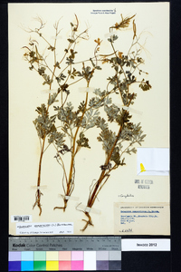 Capnoides sempervirens image