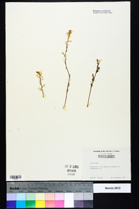 Corydalis micrantha image