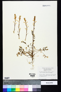 Corydalis micrantha image