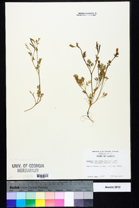 Corydalis micrantha image