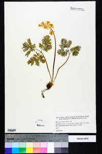 Dicentra cucullaria image