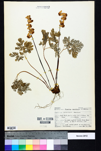 Dicentra cucullaria image